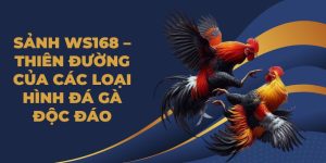 Sảnh WS168 – Thiên Đường Của Các Loại Hình Đá Gà Độc Đáo